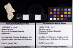 Foto (Objket + Etiketten) von Culmenformosa sp. 